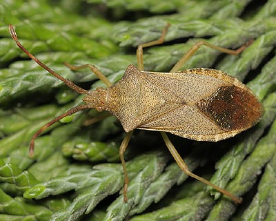 Box Bug Gonocerus acuteangulatus