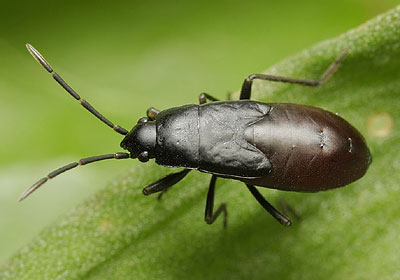 Aphanus rolandri nymph
