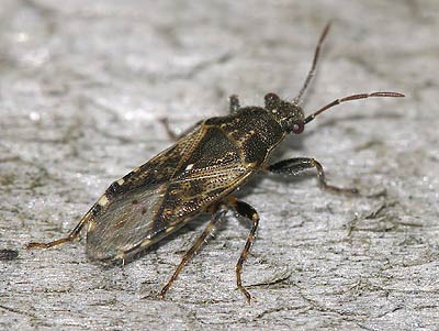 Heterogaster urticae
