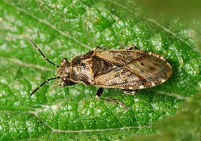 Heterogaster urticae