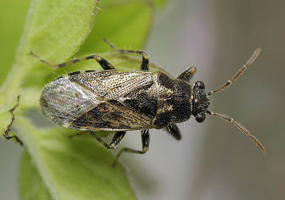 Heterogaster urticae