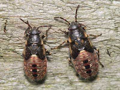 Heterogaster urticae