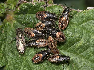 Heterogaster urticae