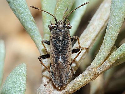 Henestaris halophilus
