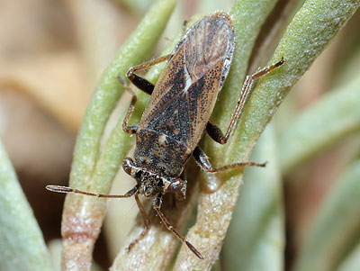 Henestaris halophilus