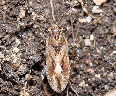 Henestaris laticeps