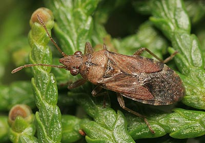 Orsillus depressus