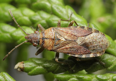 Orsillus depressus