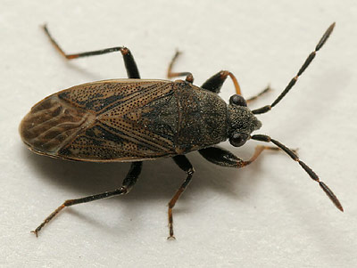 Peritrechus geniculatus