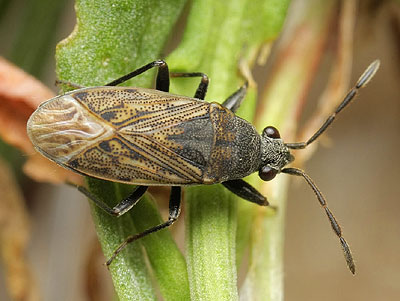 Peritrechus geniculatus