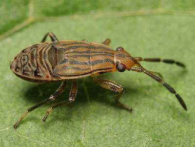 Peritrechus geniculatus nymph