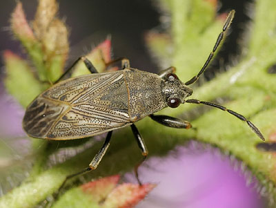 Peritrechus geniculatus