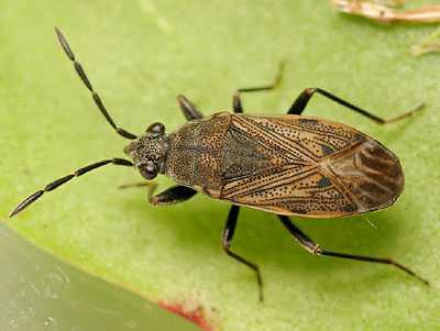 Peritrechus geniculatus