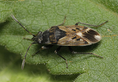Peritrechus lundii