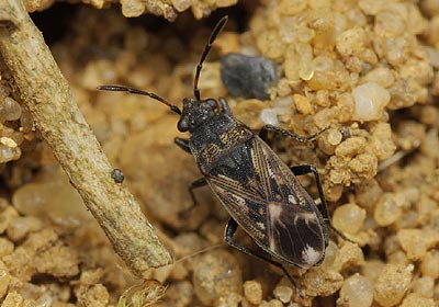Peritrechus lundii