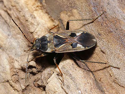 Rhyparochromus vulgaris