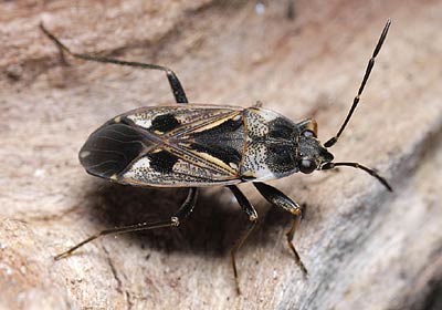 Rhyparochromus vulgaris