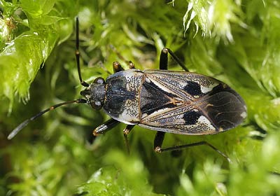 Rhyparochromus vulgaris