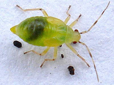 nymph