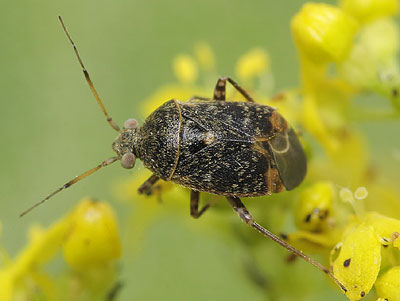 Charagochilus gyllenhalii