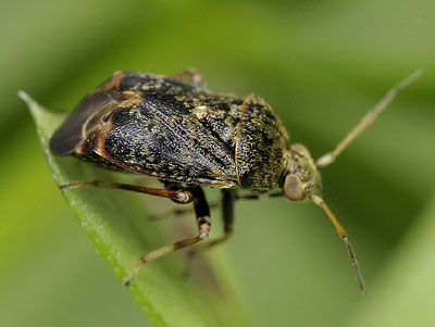 Charagochilus gyllenhalii