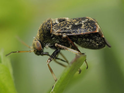 Charagochilus gyllenhalii