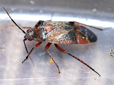 Psallus betuleti