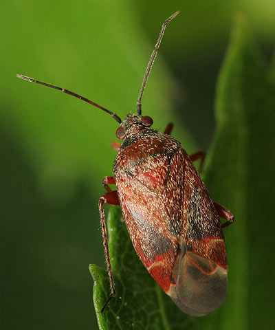 Psallus betuleti