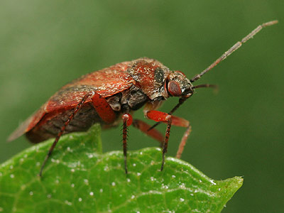 Psallus betuleti