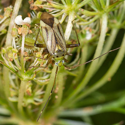 Adelphocoris quadripunctatus