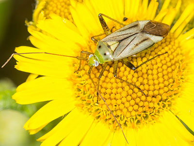 Adelphocoris quadripunctatus