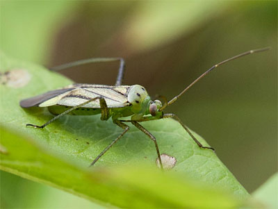 Adelphocoris quadripunctatus