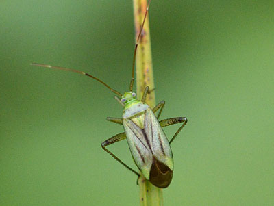 Adelphocoris quadripunctatus