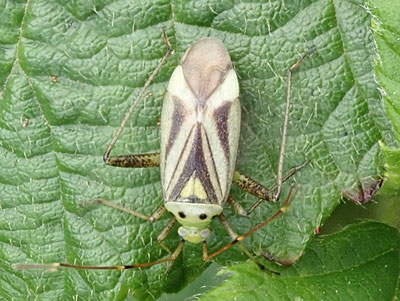 Adelphocoris quadripunctatus