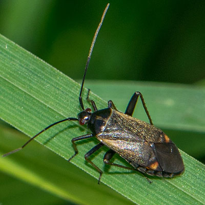 Adelphocoris seticornis
