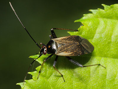 Adelphocoris seticornis