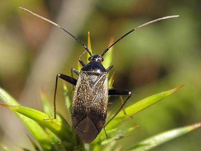 Adelphocoris seticornis