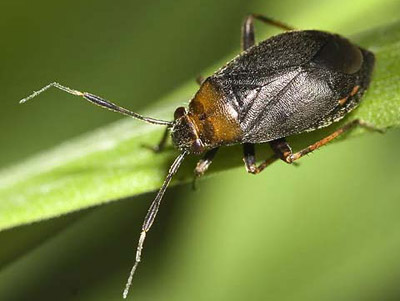 Capsus ater