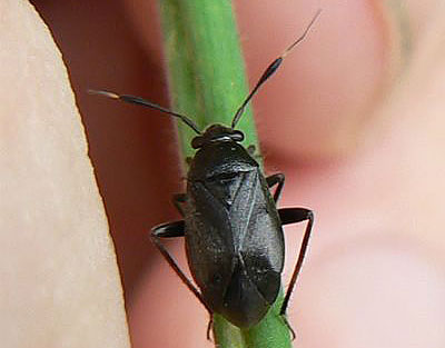 Capsus ater