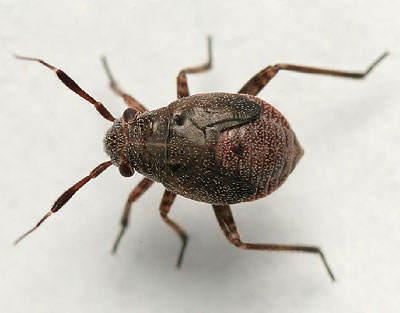 Capsus ater nymph
