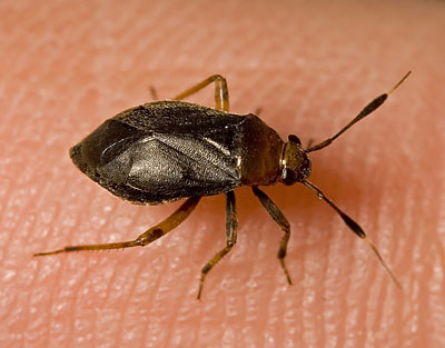 Capsus ater nymph