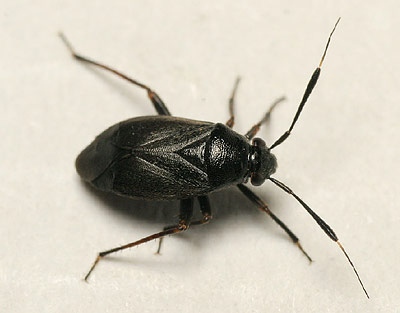 Capsus ater