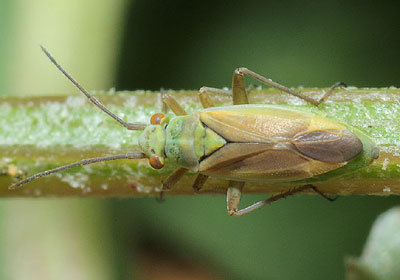 Conostethus griseus