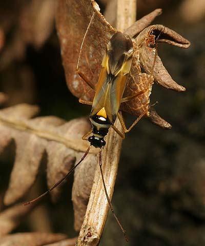 Cyllecoris histrionius