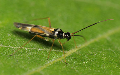 Cyllecoris histrionius