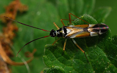 Cyllecoris histrionius
