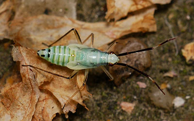 Cyllecoris histrionius nymph