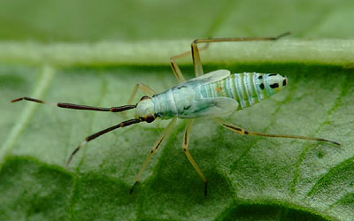 Cyllecoris histrionius nymph