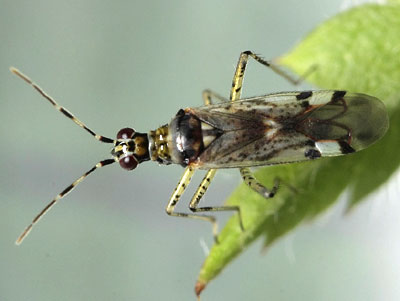 Dicyphus escalerae