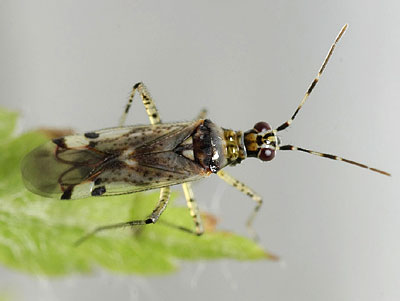Dicyphus escalerae